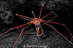 Arrow Crab
Selective Colouring Edit
Camera: TG4 by Derrick Laszlo 